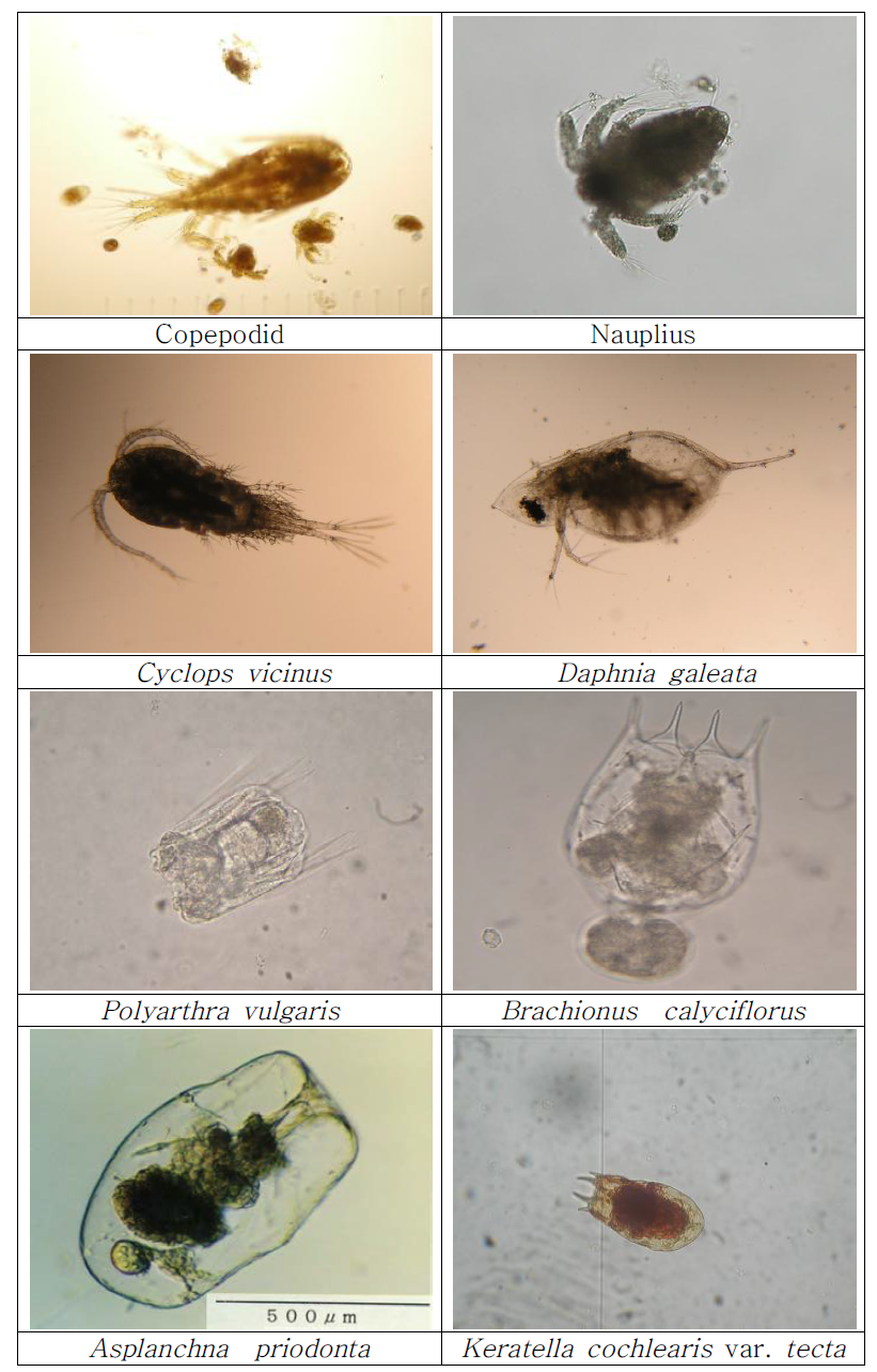 파로호상류 습지 조성구역에서 동물플랑크톤 우점종