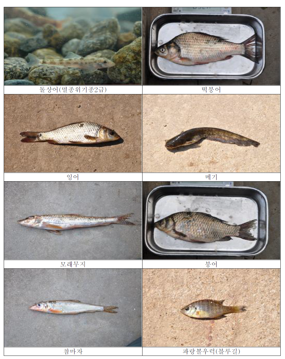 습지조성구역에서 출현하는 대표적 어류