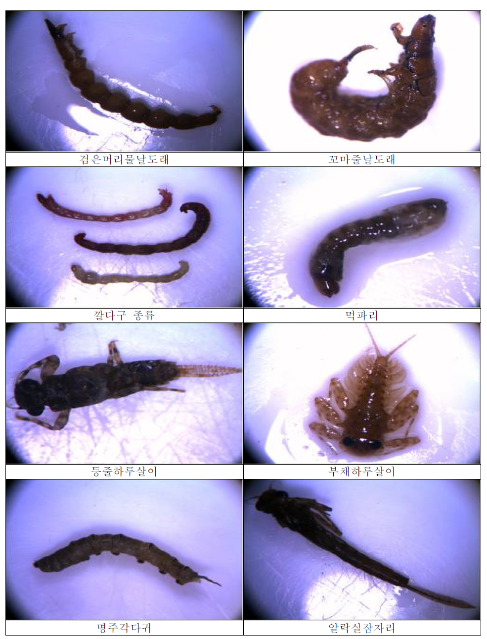 습지조성구역에서 출현하는 대표적 저서대형무척추동물