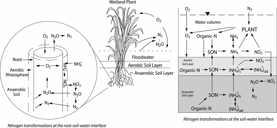습지에서의 질소 변환과정