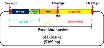pET28a-thioredoxin fusion (pET28a-Trx) vector 시스템