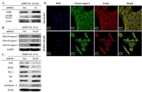 ofLBP6A의 인감 위암세포주에서의 세포 사멸유도단백질 발현양 변화(A) 및 세포 내 Cleaved Caspase-3단백질 발현양(B)
