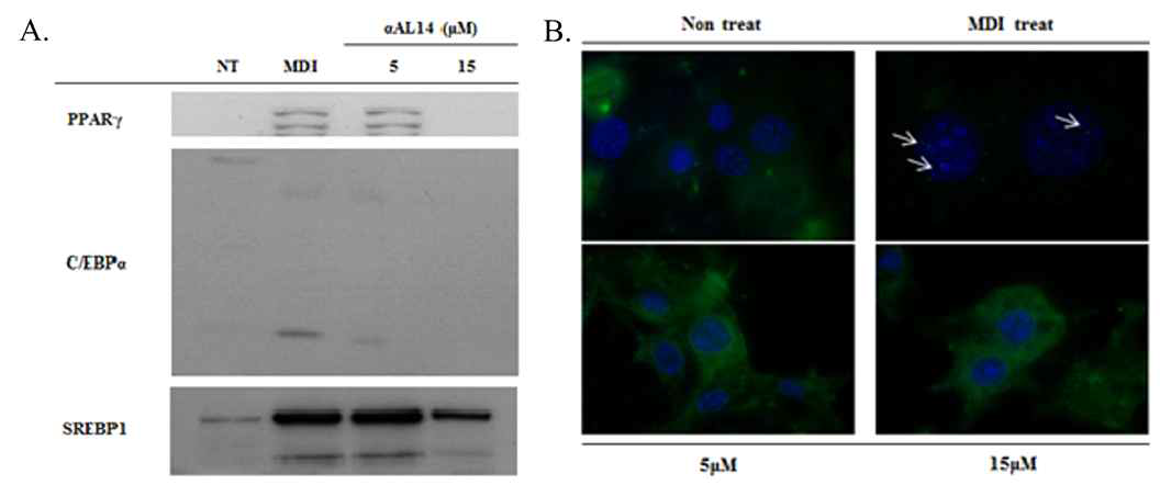 αAL14에 의한 3T3-L1 세포의 지방합성 주요단백질 발현 변화. αAL14의 처리 농도에 따라 단백질 발현량(A) 및 C/EBPα의 핵 내 발현량(B)