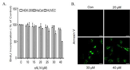 αAL14의 세포 증식 저해 효과(A) αAL14를 처리하였을 때 HUVEC 세포에 특이적으로 성장 저해 활성이 나타났다(n=3, mean±SD) (B) HUVEC 세포에서의 초기 세포 자살 유도 효과를 알아보기 위해 αAL14를 처리한 후 FITC-Annexin V에 염색 된 세포를 관찰하였다