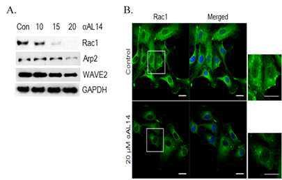 αAL14에 의한 HUVEC 세포 내에서의 Rac1 및 관련인자의 발현 변화(A) α AL14를 24 시간 처리하였을 때 세포 이동성과 관련된 단백질의 발현이 감소되었다(B). αAL14 처리 시 Rac1의 발현이 감소되는 것을 관찰하였다