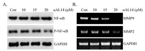 αAL14에 의한 MMP2와 MMP9의 전사 조절. (A) αAL14의 의한NF-κB 활 성화와 (B) αAL14 에 의한 MMP9/ MMP2 mRNA 발현량 변화