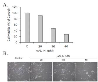 αAL14 펩타이드 처리에 따른 CCD-986sk 세포의 세포 생존율.