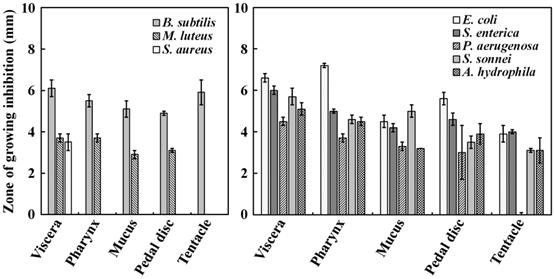 민가죽해변 말미잘 U. crassicornis의 다양한 조직의 물-추출물의 그람 양성 균(A)과 그람음성균(B)에 대한 항균활성