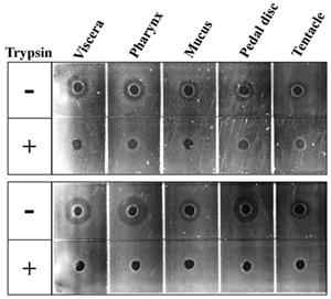 민가죽 해변말미잘 조직 추출물의 Bacillus subtilis (A)와 Escherichia coli (B) 에 대한 항균활성의 트립신에 의한 영향