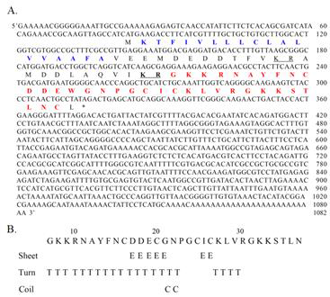 SFAMP-1의 full cDNA (A)와 이차구조예측(B)