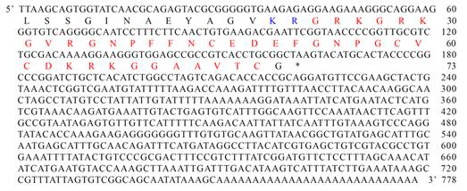 SFAMP-2 부분 cDNA 염기서열