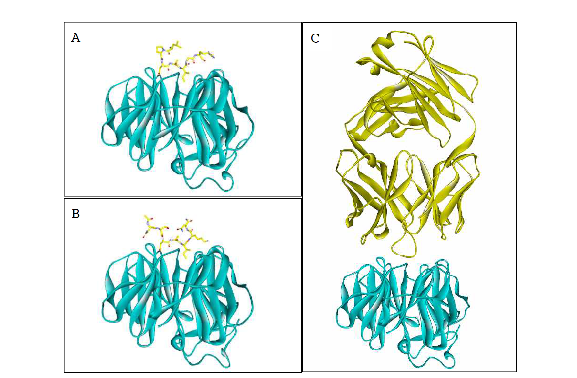 밝혀진 LRP6의 결합 구조. LRP6는 하늘색으로 이와 상호작용하는 단백질 및 펩타이드는 노란색으로 묘사됨.