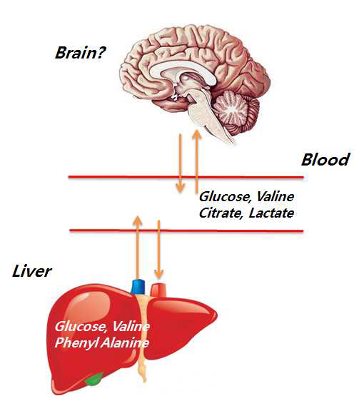 마우스 혈액 및 간조직 대사체 사이의 연관성