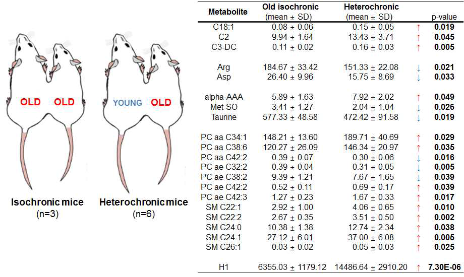 Old isochronic mice와 heterochronic mice의 대사체 분석 결과