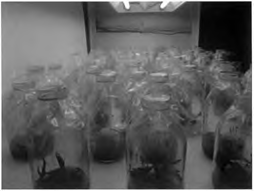 개발광원을 이 용한 in-vitro 실험(Hanoi University)
