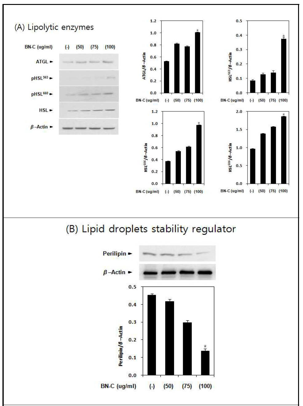 Effect of chloroform fraction from Brassica napus on ATGL, HSL, and perilipin