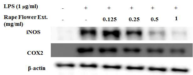 Effects of RFE on the iNOS and COX-2 expression in the LPS-stimulated RAW264.7 murine macrophage