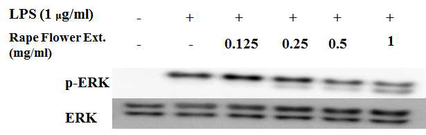 Inhibitory effects of RFE on the protein level of ERK expression in the LPS-stimulated RAW264.7 murine macrophage