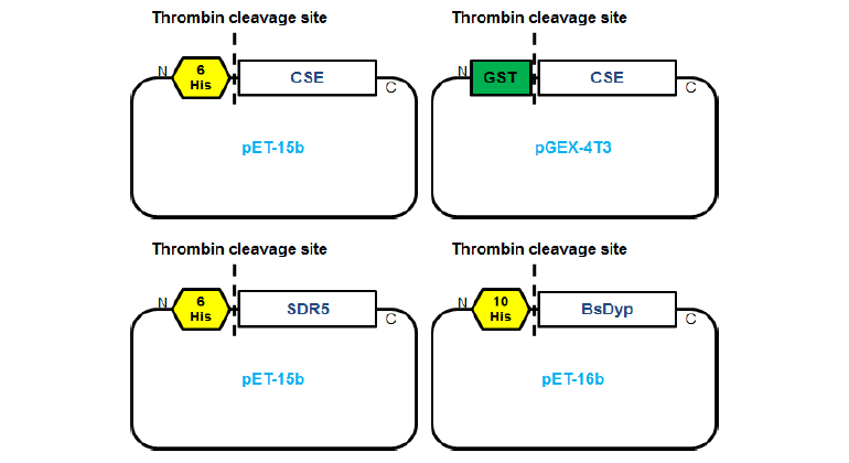 Histidine tag 및 GST tag을 이용한 타겟 유전자의 클로닝 모식도.