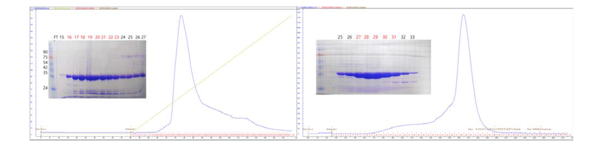 타깃 단백질의 이온 교환 크로마토그래피 (좌) 와 겔 여과 크로마토그래피 (우).