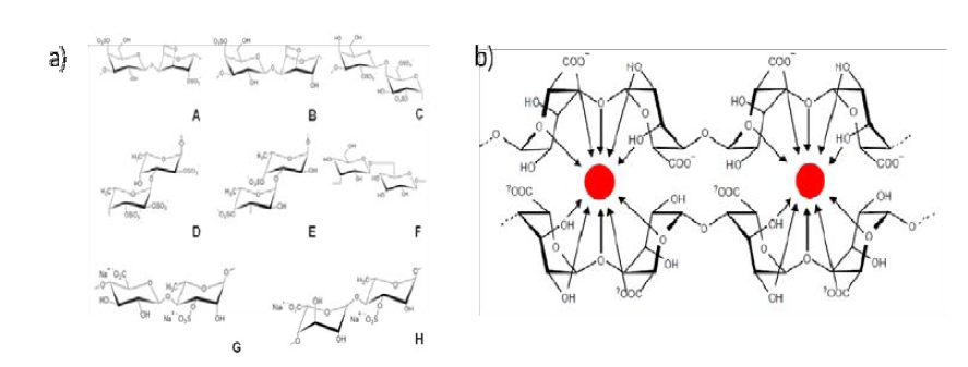 다양한 bio-mass 기원 다당류 (a)와 agarose와 금속이온 결합 모드 (b).