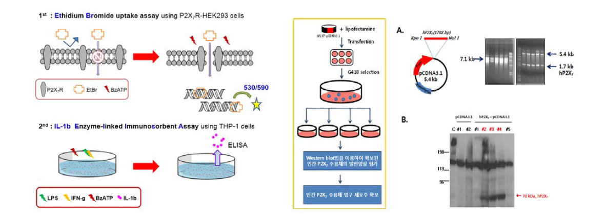 SAR을 위한 EtBr 또는 IL-1β의 측정 방법.