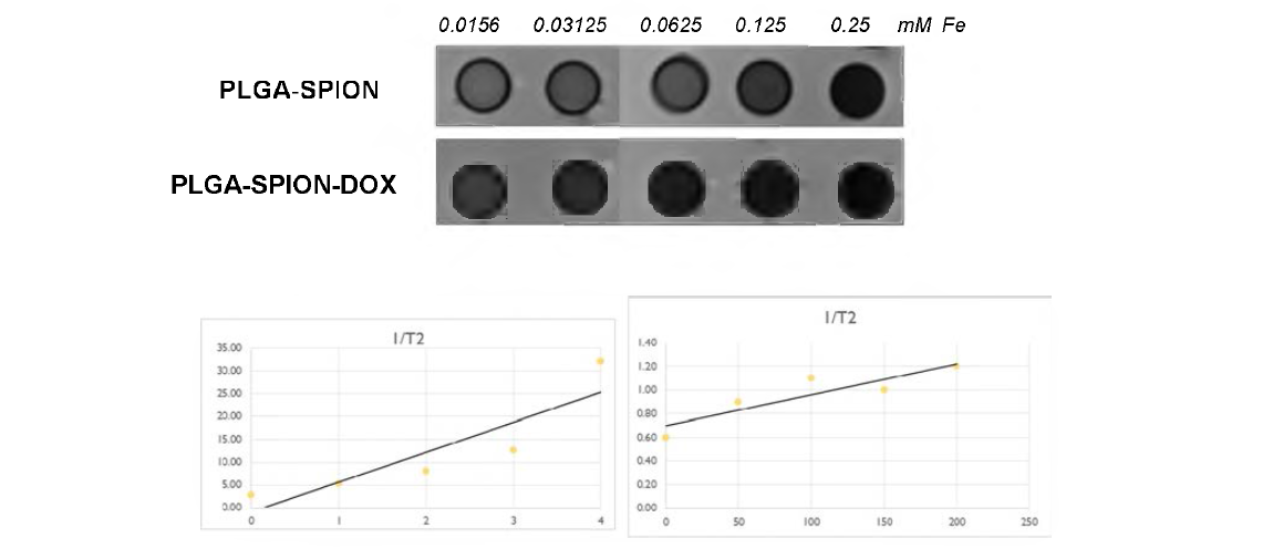 PLGA-SPION, PLGA-SPION-DOX의 MR 콘트라스트 in vitro imaging