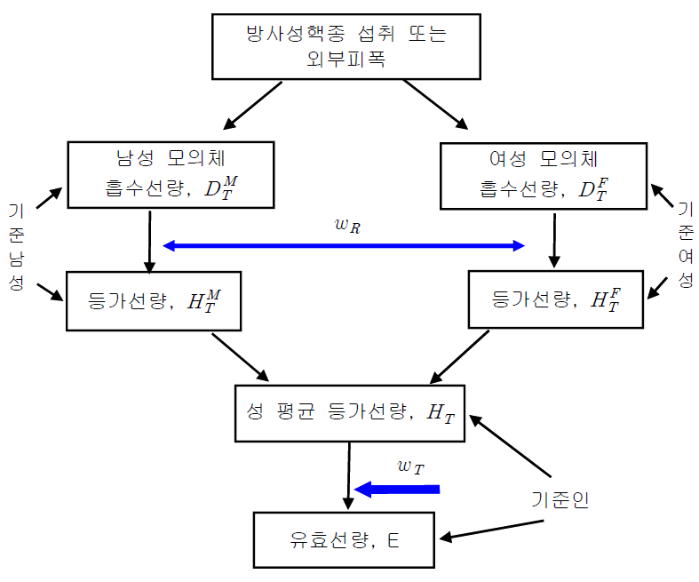 ICRP-103 권고 상 유효선량 계산방법