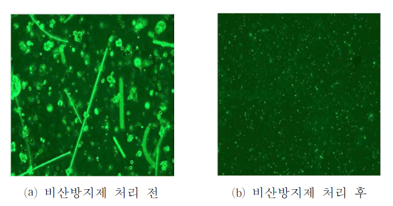 위상차현미경 분석 사진 비교