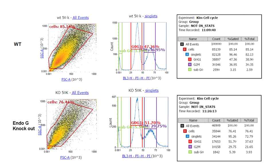 EndoG 결핍 세포주의 Cell cycle 결과.