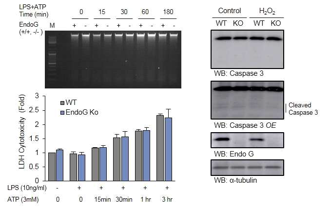 EndoG의 염증반응 조절에 세포사멸이 관여하지 않음을 나타내는 결과.