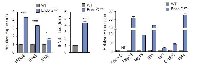 EndoG 결핍마우스에서 인터페론과 ISG발현이 증가되어 있음을 나타내는 결과.