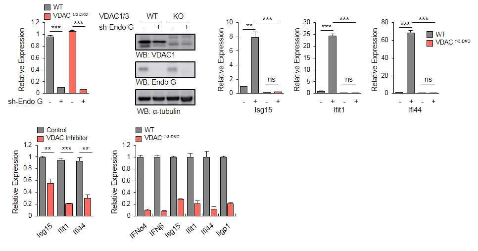 EndoG결핍에 의한 mtDNA가 VDAC pore를 통해 Cytoplasm으로 이동함을 나타내는 결과.