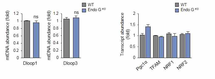 EndoG 결핍에 의한 mtDNA양과 전사인자 발현은 변화