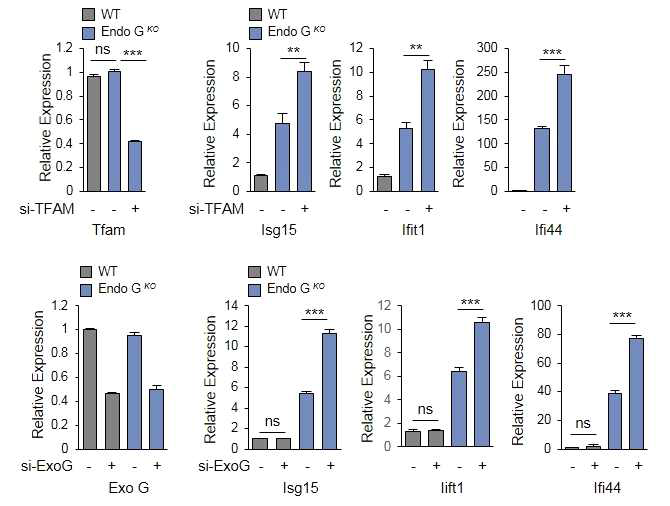 EndoG결핍에 의한 ISG발현에 ExoG / TFAM이 관여함을 나타 내는 결과