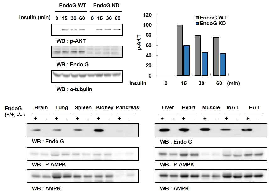 EndoG Knockdown 세포에서 인슐린에 의한 AKT인산화가 감소됨을 나타내는 결과, EndoG결핍 마우스의 간,심장 조직에서 AMPK인산 화가 감소되어 있음을 나타내는 결과