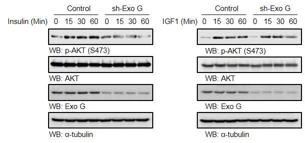 ExoG Knockdown 세포에서 인슐린/IGF에 의한 AKT인산화 가 감소됨을 나타내는 결과,