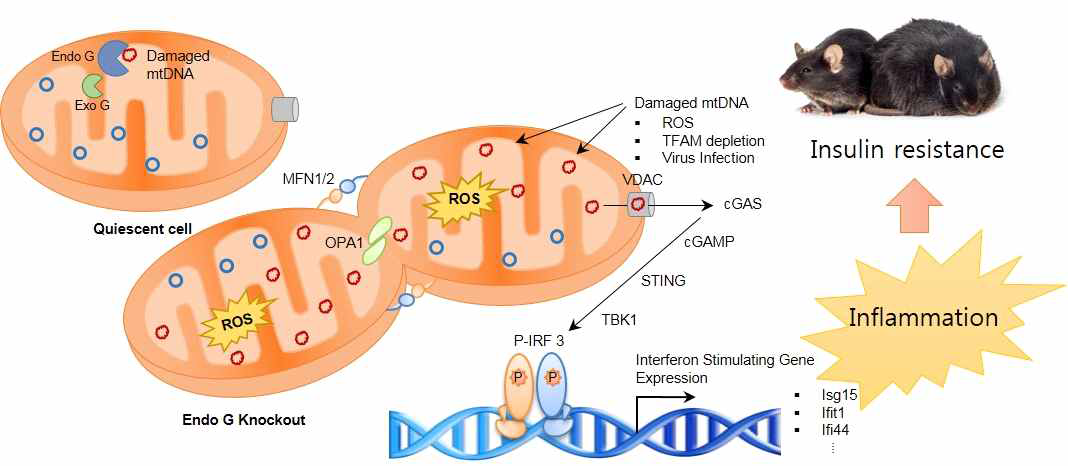 EndoG/ExoG 결핍에 의한 ROS가 염증을 유발하고 인슐린 저항성을 유도한다는 모식도