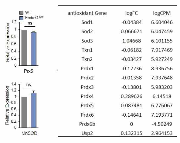 EndoG의 항산화 관련 유전자 발현 조절 결과.