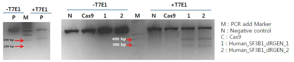디자인하여 제작된 유전자가위의 활성도를 T7E1 assay를 통해 확인