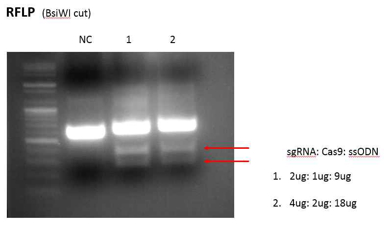 single strand oligonucleotide를 이용한 교정을 RFLP assay를 통하여 확인