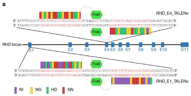 TALEN을 이용한 RHD 유전자 타겟팅