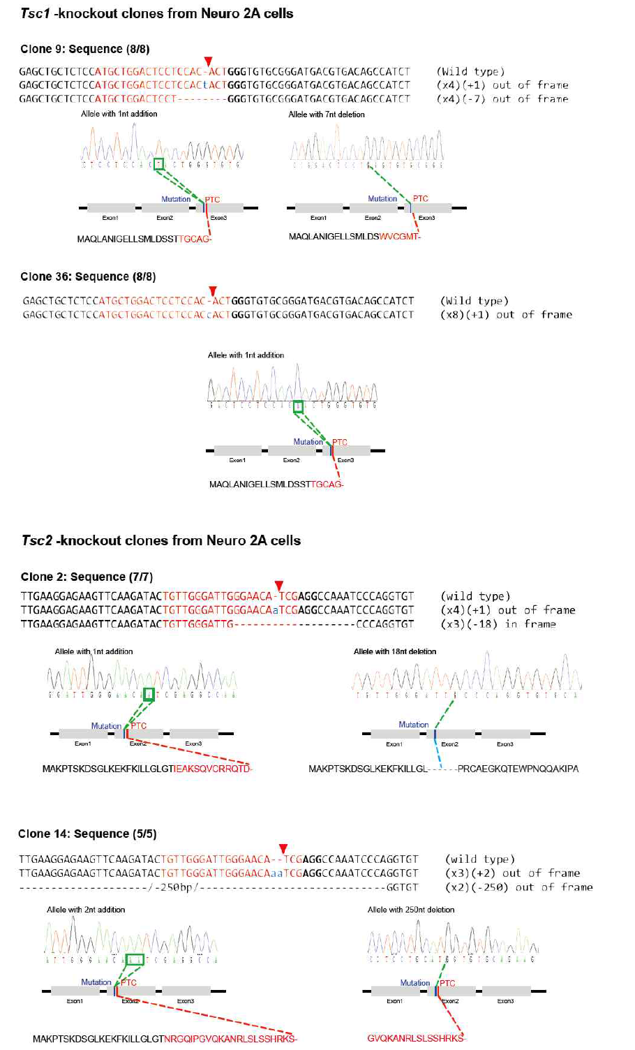 유전자 가위를 이용하여 만든 Tsc1-, Tsc2-mutated Neuro2A cell ine