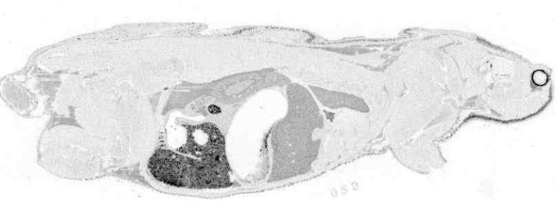 Representative whole body autoradiogram showing tissue distribution of 14C-YH25448-derived radioactivity at 24 hr post dose following single oral administrations of YH25448 and 14C-YH25448 to Long evans rats at 10 mg/kg
