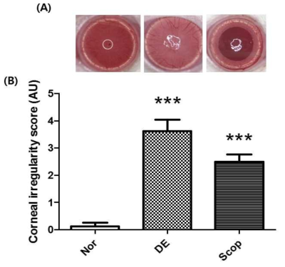 Corneal irregularity in dry eye mice.