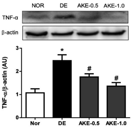 Effects of AKE on the expression level of TNF-α in corneal and conjunctival tissues.