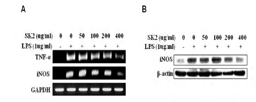Effect of SK2 on TNFá and ¡NOS expression in LPS stimulated Raw264.7 macrophages