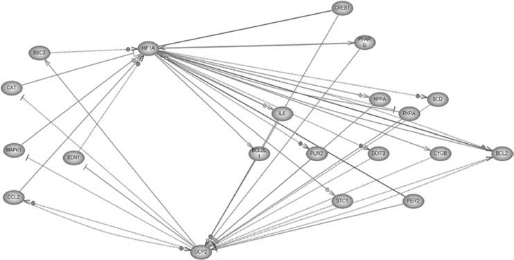 Genes network related with UCP2