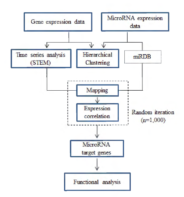 A schematic illustration of the analysis strategy