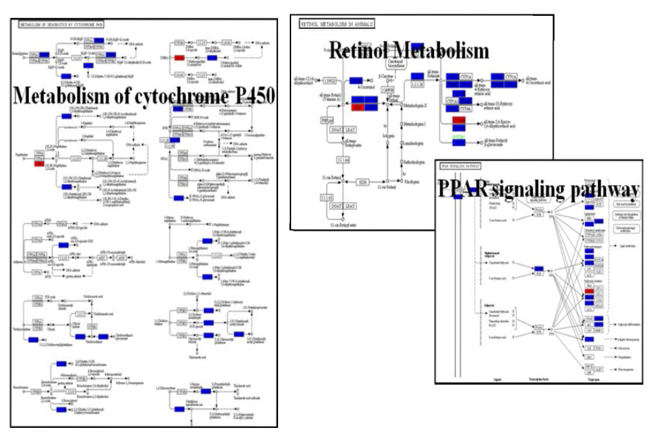 Pathways regulated in fatty liver model